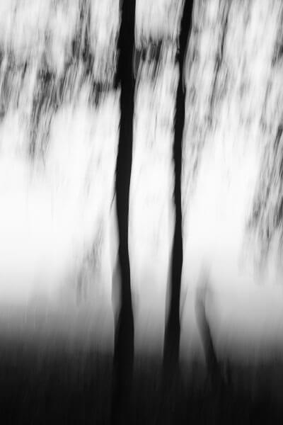 DancingTrees-Hazelling -03